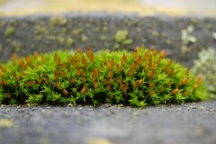 Orthotrichum anomalum