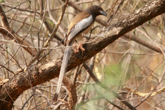 Dendrocitta vagabunda