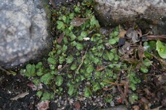 Riccia sorocarpa