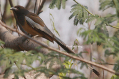 Dendrocitta vagabunda