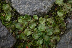 Lunularia cruciata