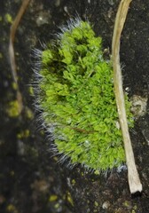 Tortula muralis muralis