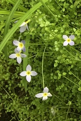 Houstonia