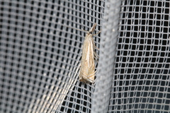 Crambus lathoniellus