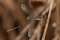 Archiargiolestes pusillus