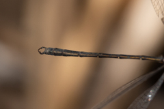 Archiargiolestes pusillus