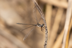 Archiargiolestes pusillus