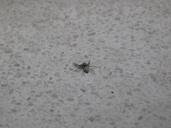 Menemerus semilimbatus