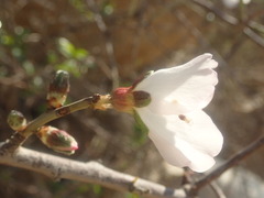 Prunus amygdalus