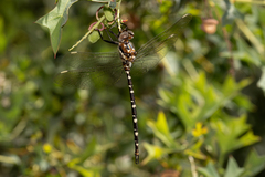 Archaeosynthemis leachii