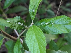 Callicarpa acuminata
