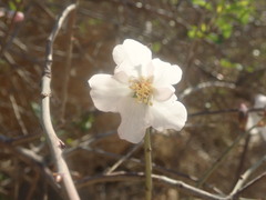 Prunus amygdalus