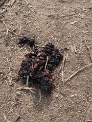 Urocyon cinereoargenteus