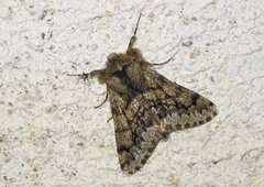 Apocheima hispidaria