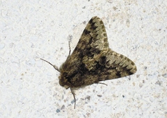 Apocheima hispidaria