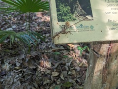 Anolis rodriguezii