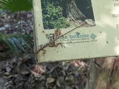 Anolis rodriguezii