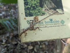 Anolis rodriguezii
