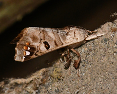 Pantelodes satellitia