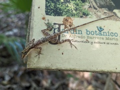Anolis rodriguezii