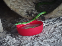 Philothamnus punctatus