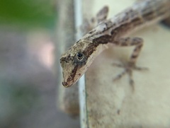 Anolis rodriguezii