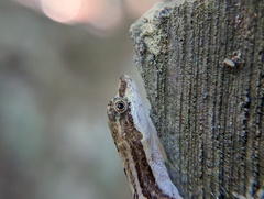 Anolis rodriguezii