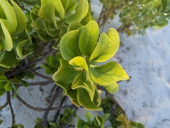 Scaevola plumieri