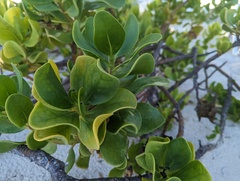 Scaevola plumieri
