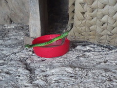 Philothamnus punctatus