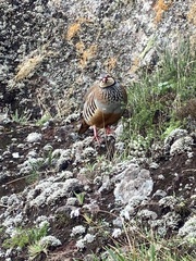 Alectoris rufa hispanica