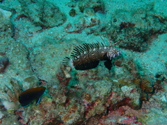 Novaculichthys taeniourus