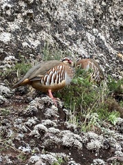 Alectoris rufa hispanica