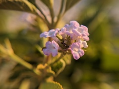 Lantana involucrata