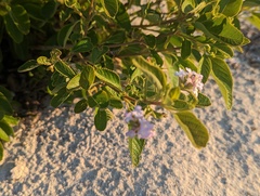 Lantana involucrata