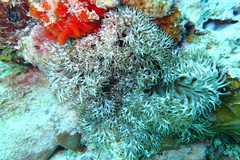Lebrunia neglecta