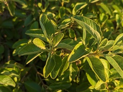 Lantana involucrata