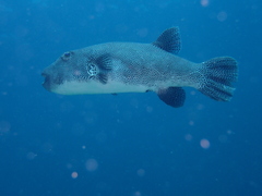 Arothron stellatus