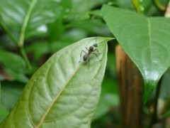 Dolichoderus attelaboides