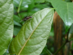 Dolichoderus attelaboides