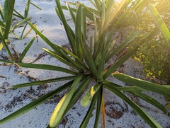 Hymenocallis littoralis