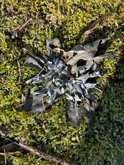 Antennaria solitaria