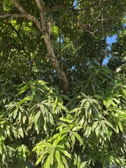 Mangifera