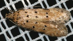 Pseudotelphusa paripunctella