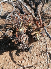 Tylecodon reticulatus