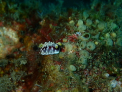 Goniobranchus geometricus