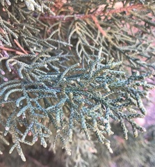 Juniperus osteosperma