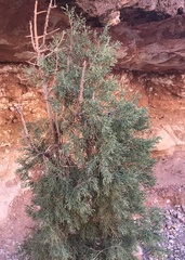 Juniperus osteosperma
