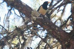 Urocissa flavirostris