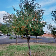 Fraxinus uhdei